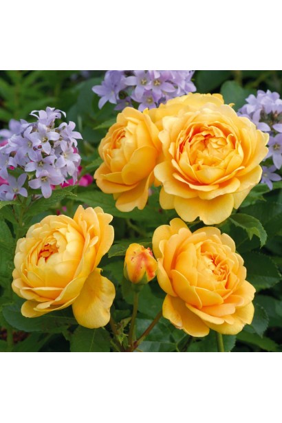 Жовта троянда прикрасить будь-який ландшафтний дизайн.